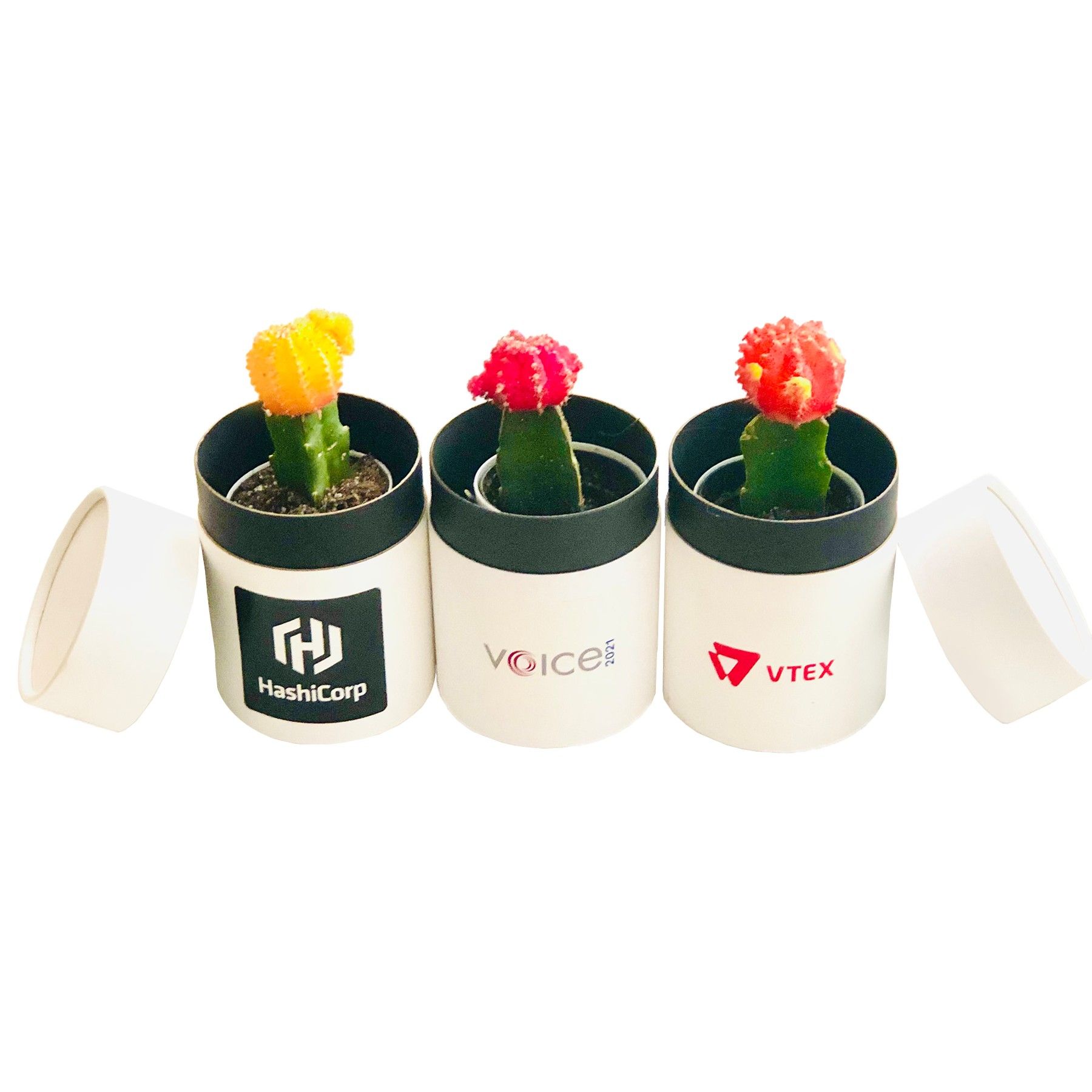 Assorted Colorful Cactus In White Roud Box